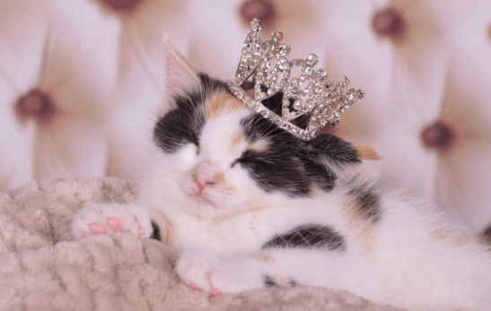 cat with tiara