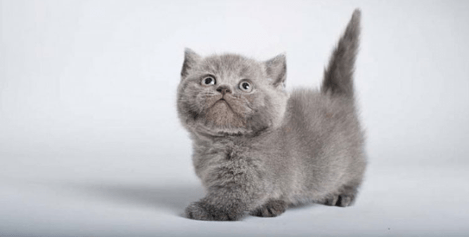 cats with short legs breed