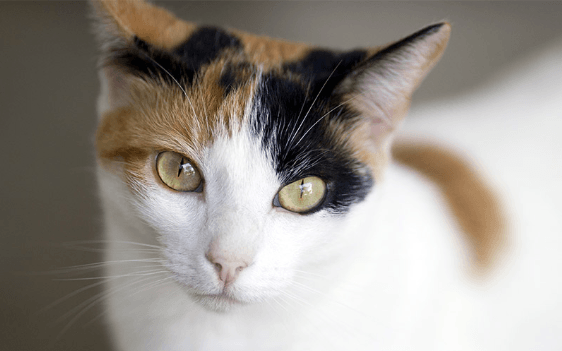 A Comprehensive Guide To Calico Cats Prettylitter