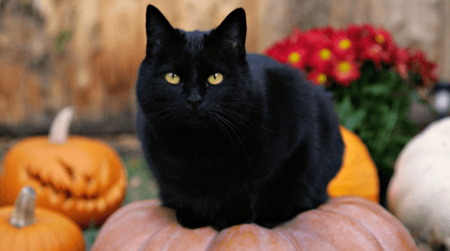 To be a black cat on Halloween