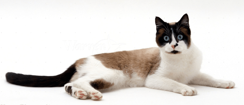 seal point snowshoe siamese