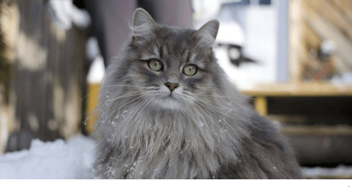 siberian long hair cat