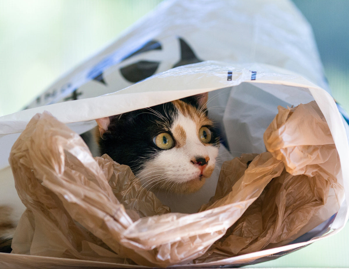 cat eats plastic