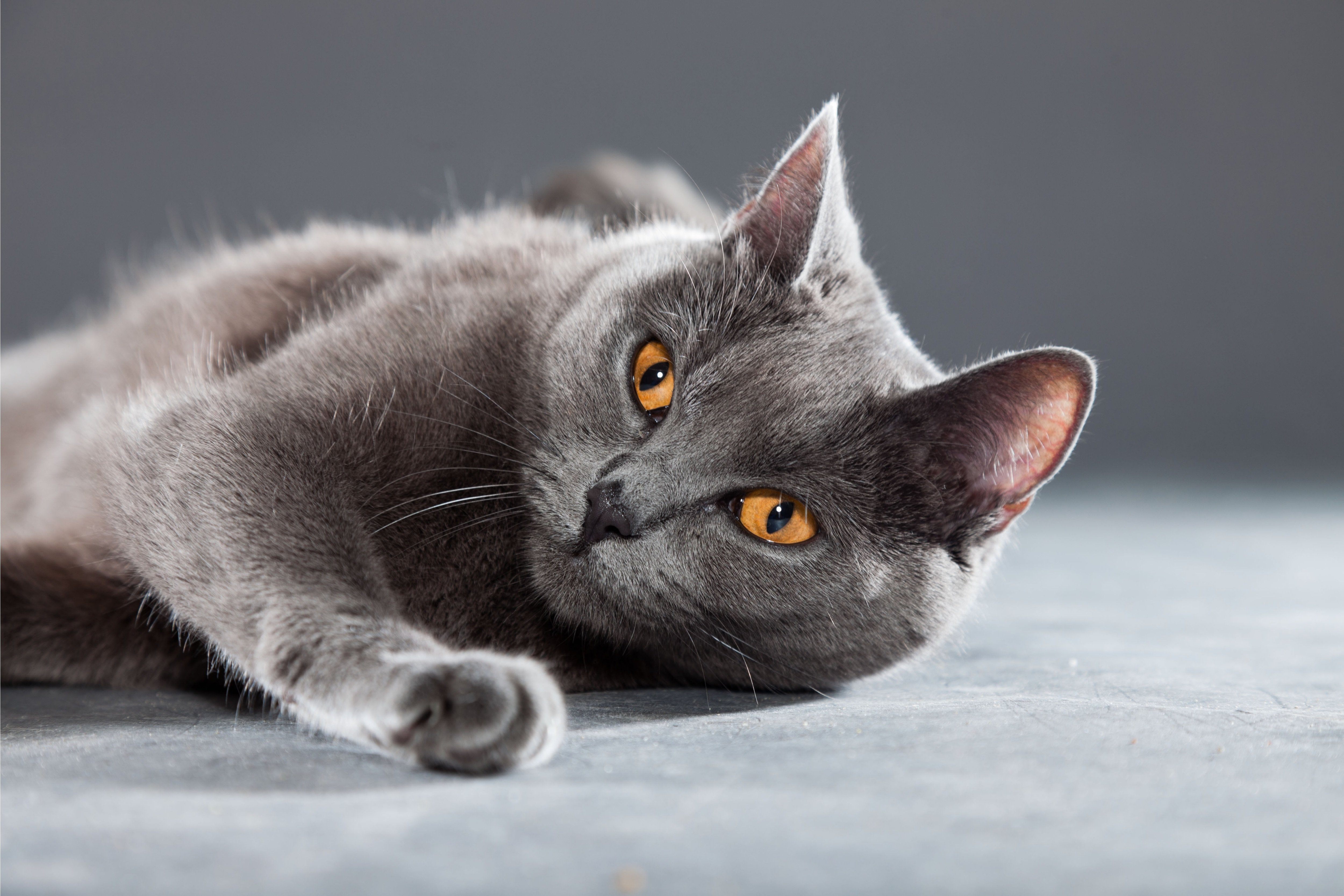 chartreux cat