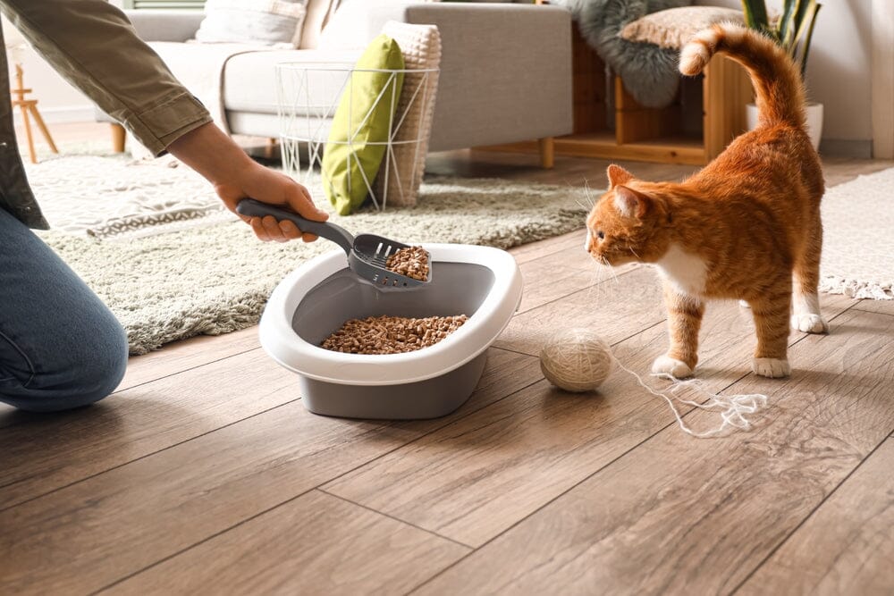 Clumping vs. Non-Clumping Litter