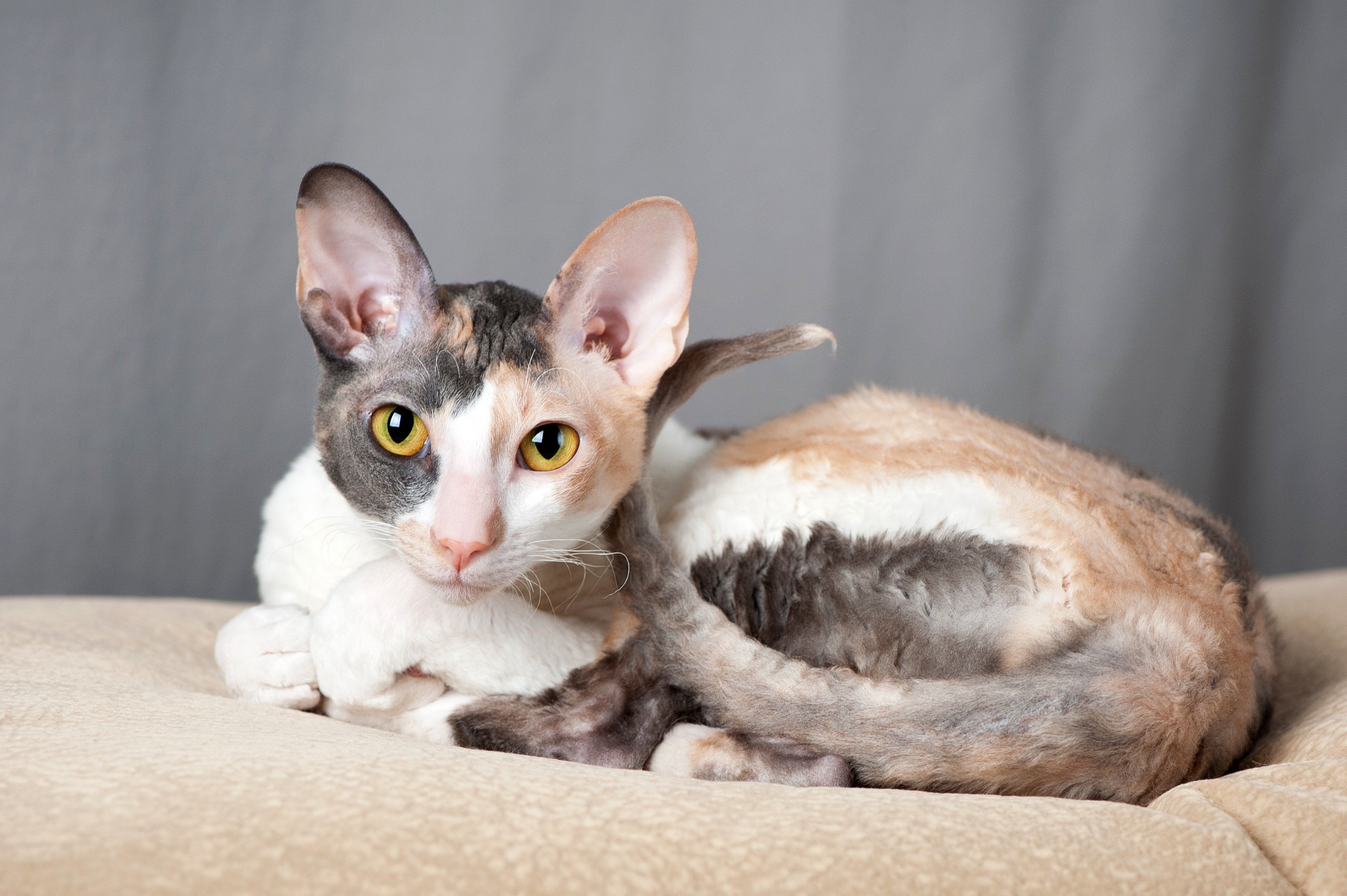 cornish rex cats ears