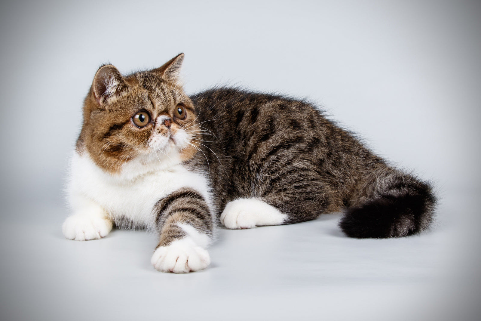 An Exotic Shorthair Cat 