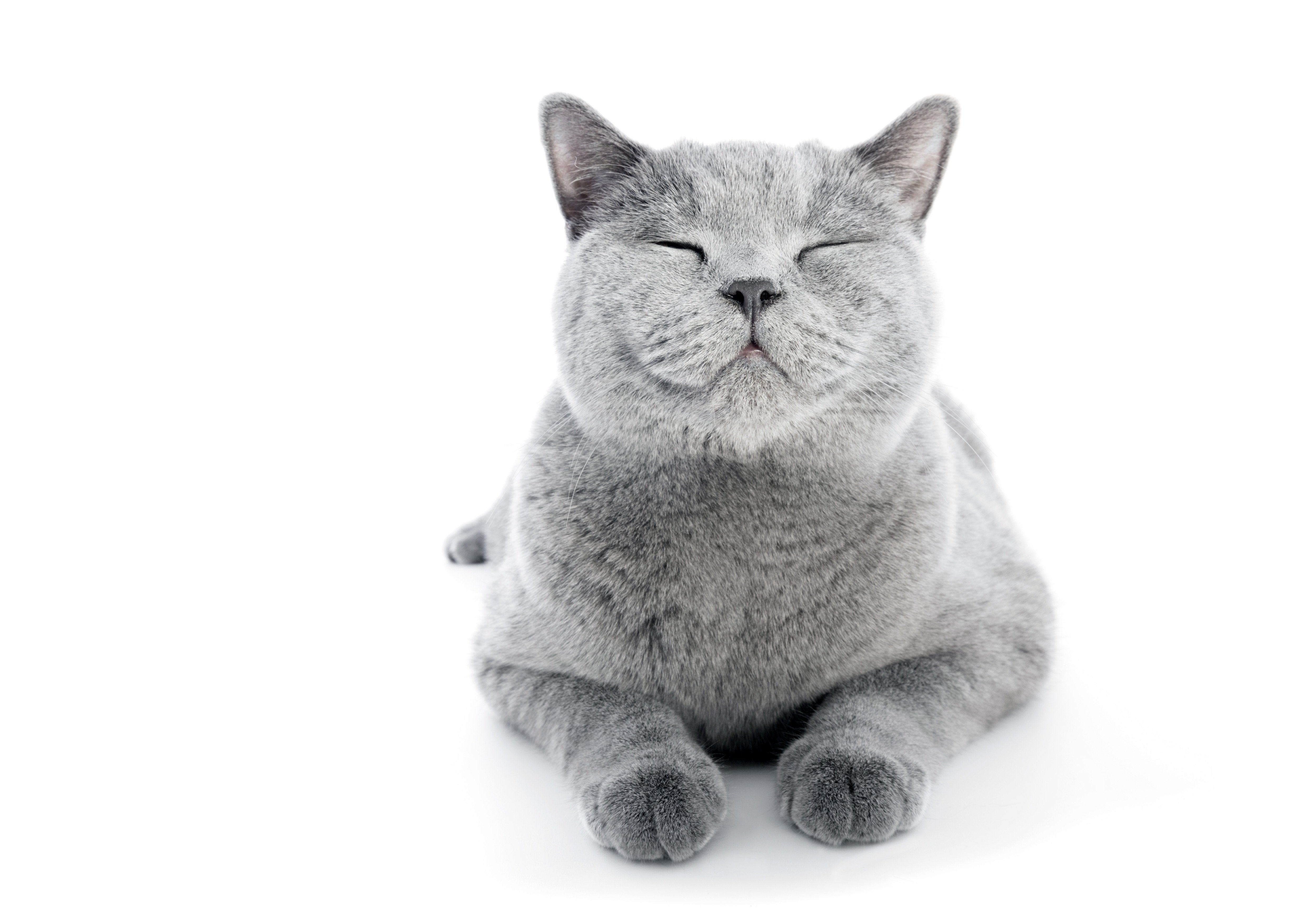 https://cdn.shopify.com/s/files/1/0997/4496/articles/Happy_Grey_Cat.jpg?v=1588960186