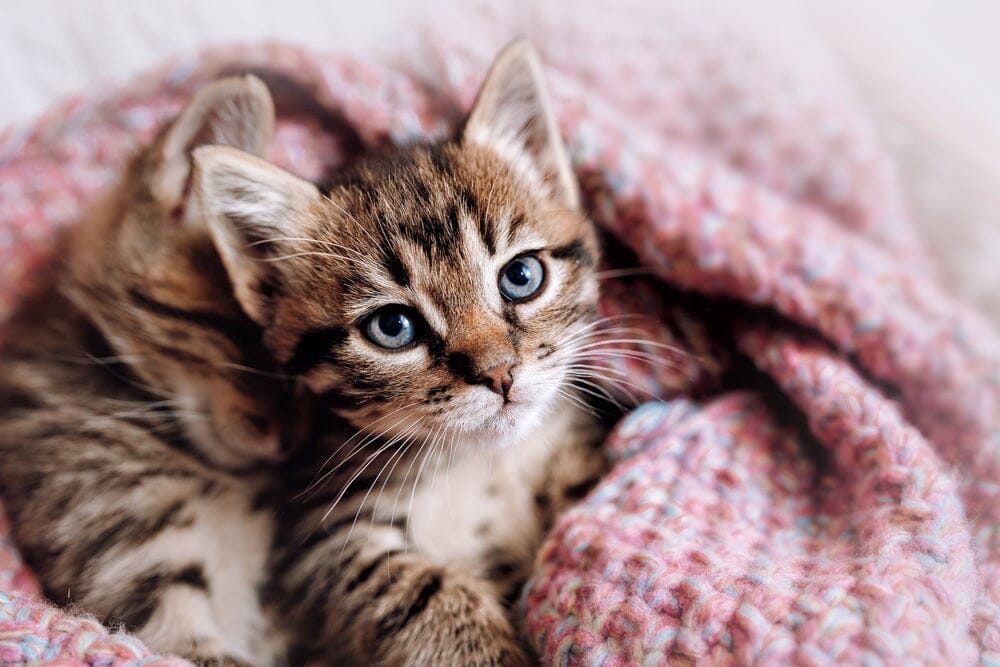 Cat Lovers Beware: Recognize the Signs of These Common Cat