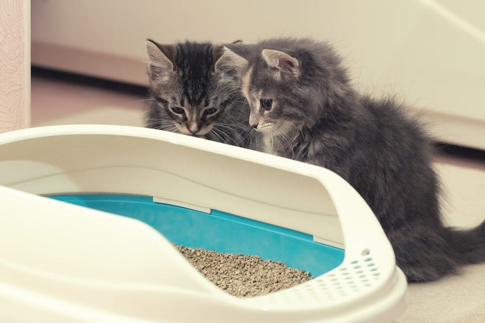 How to Train Your Cat to Use the Litter Box