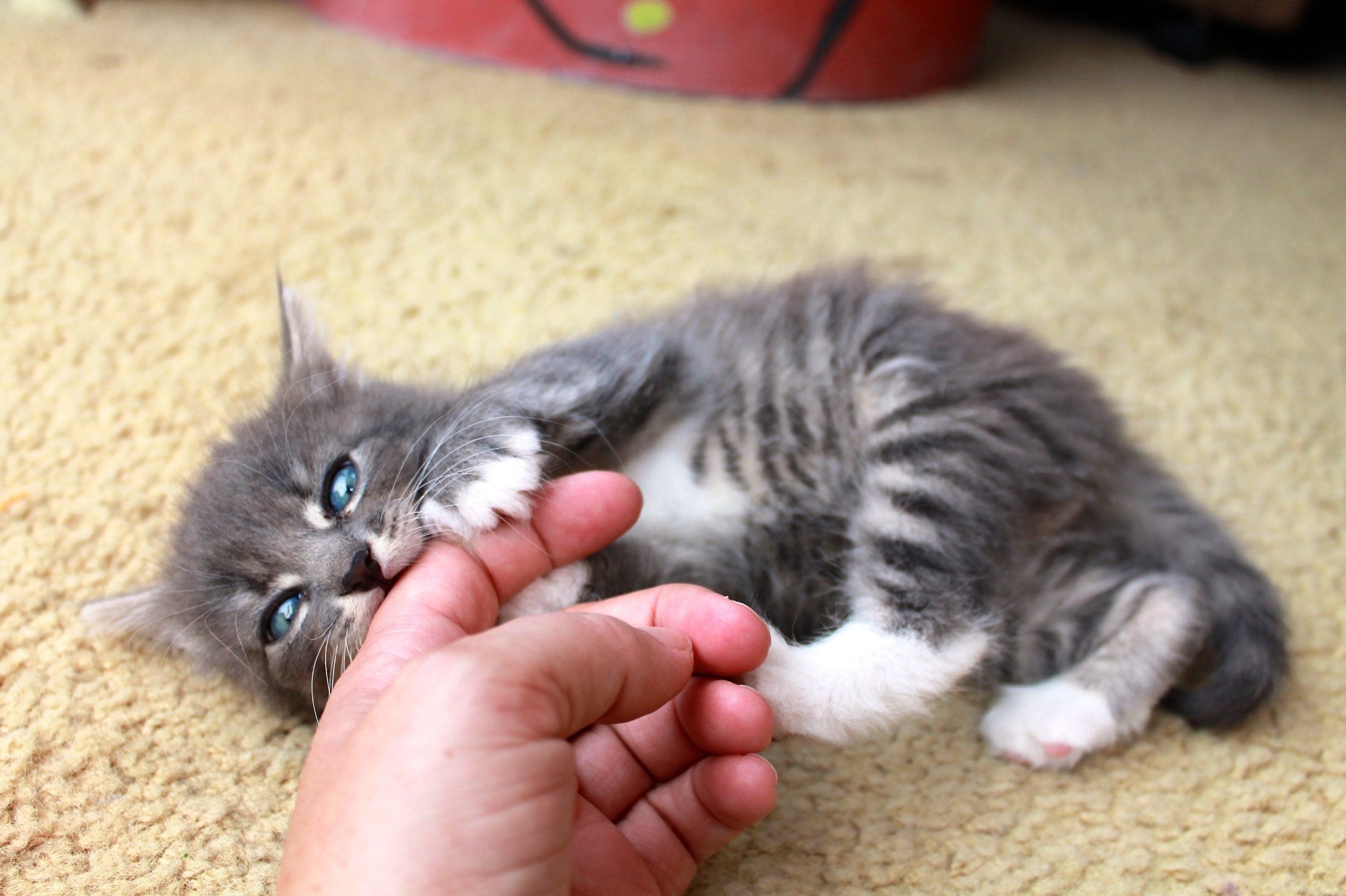 Nailed it! Four ways to stop your cat from scratching indoors