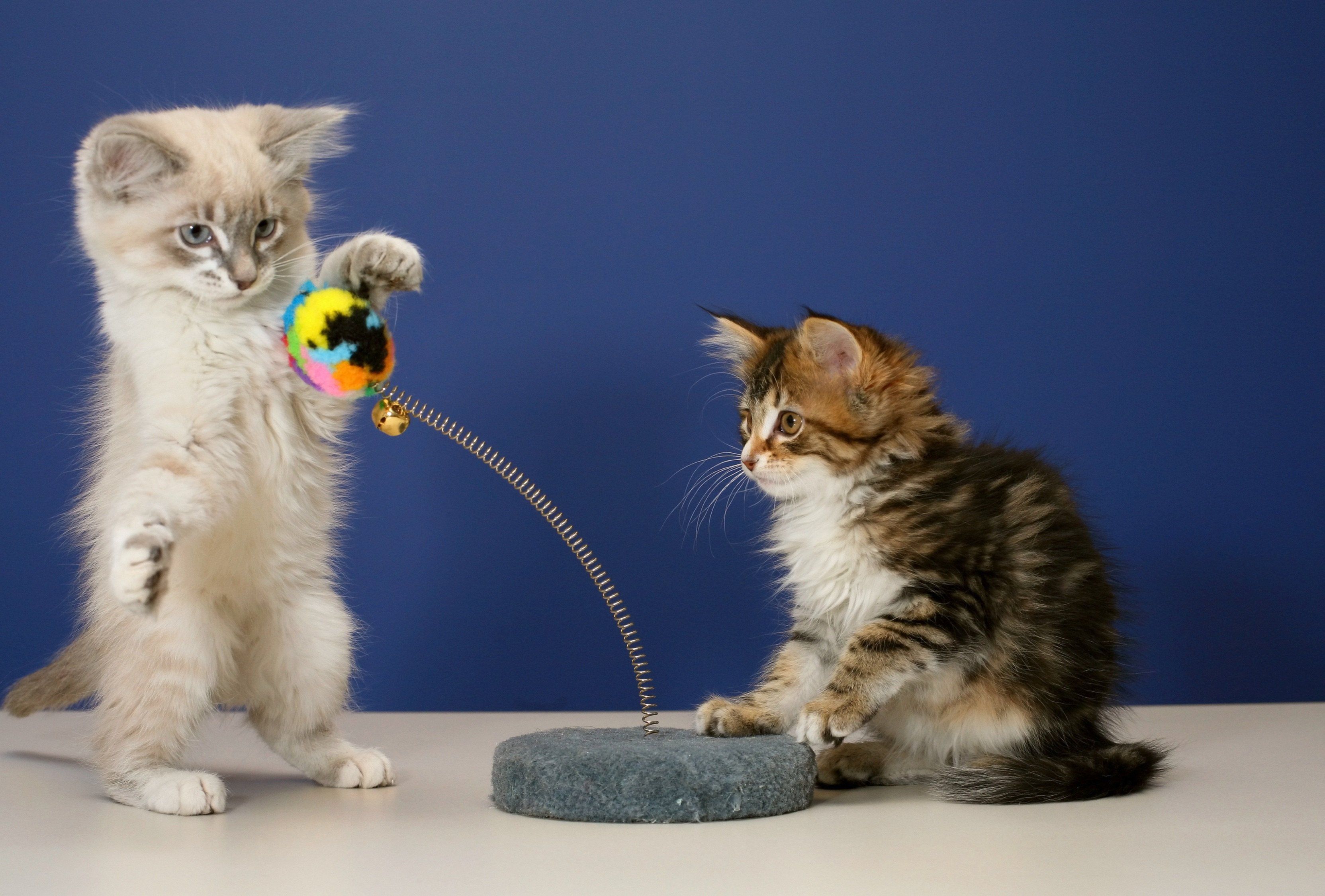 cats playing with toy