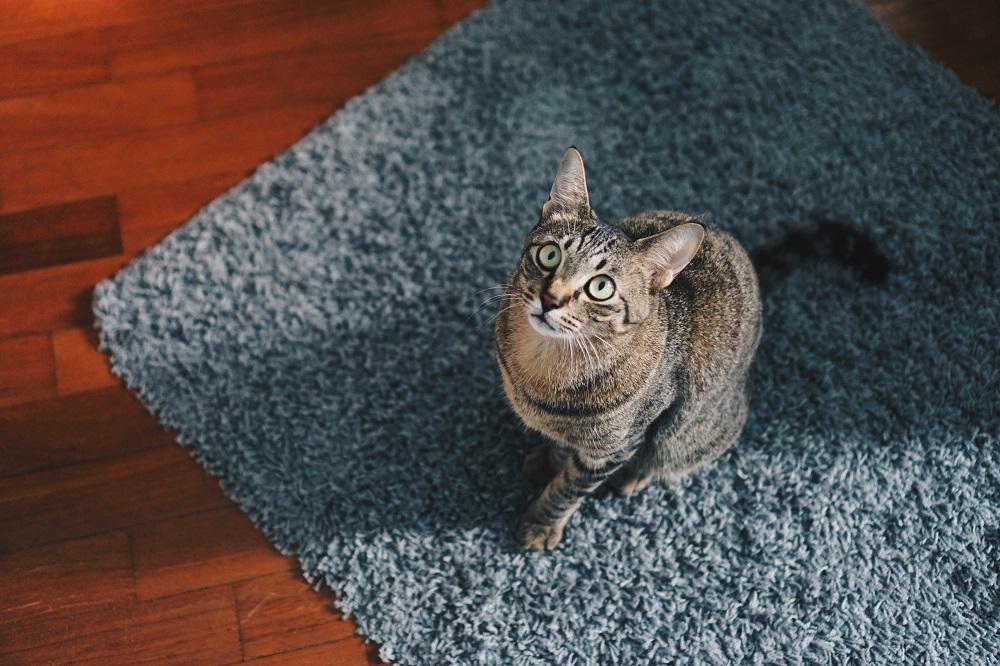 Cat on a carpet