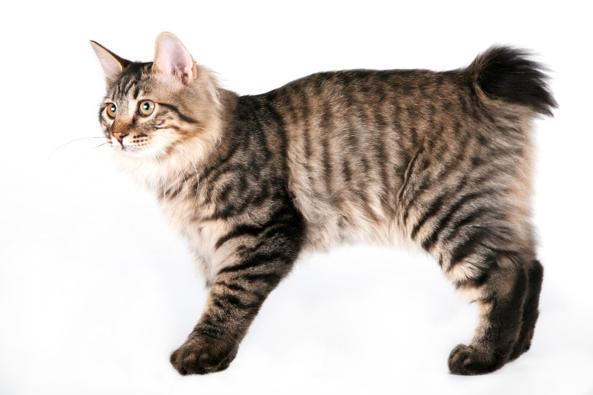 bobtail cat