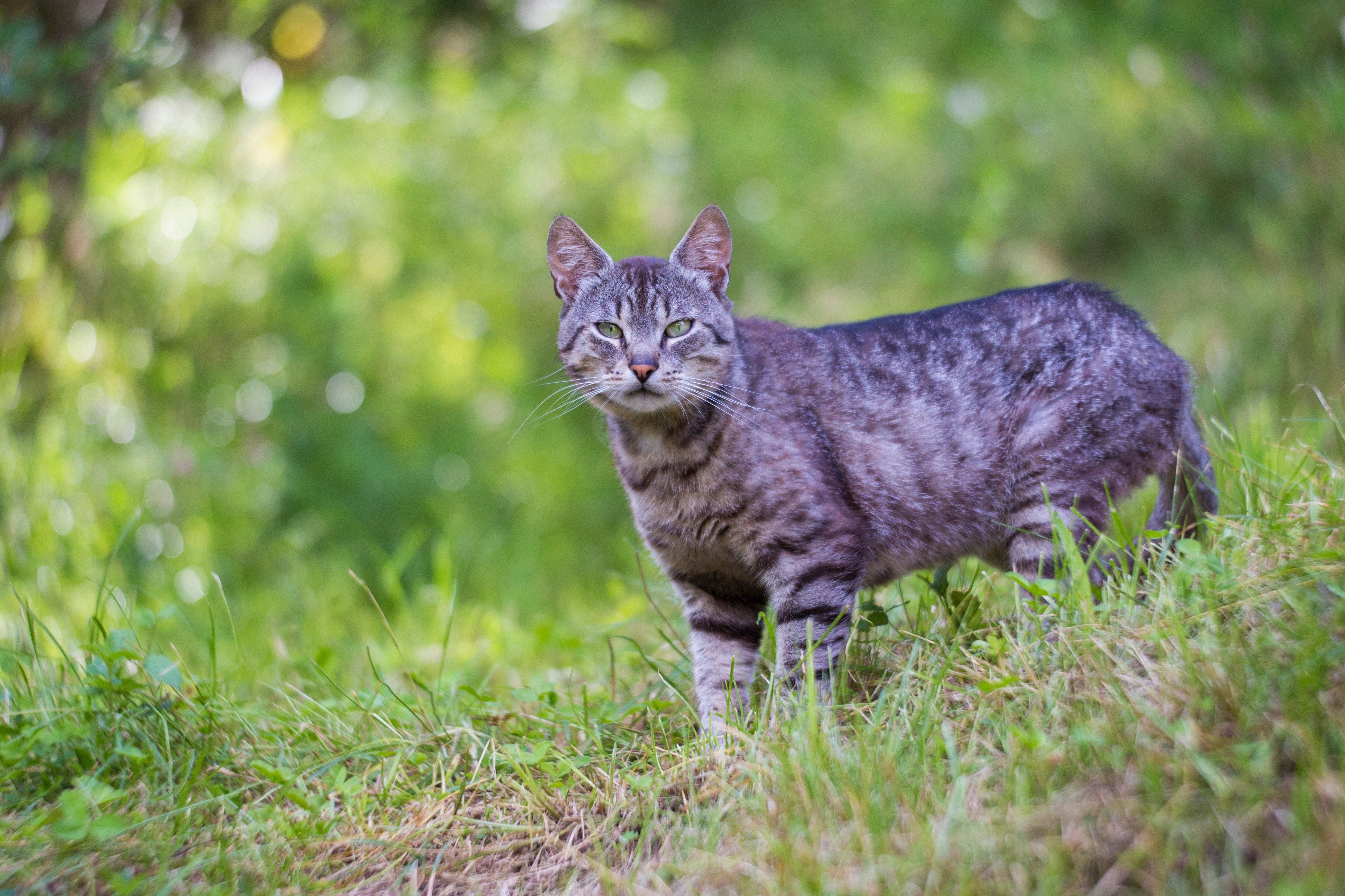 large manx cat