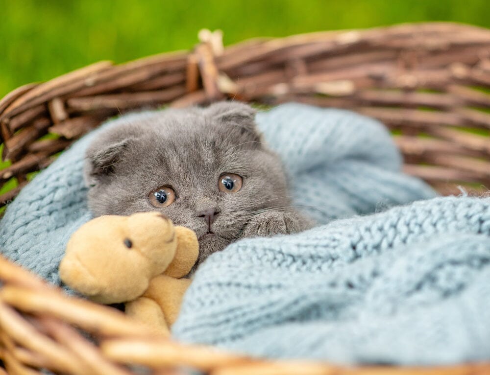 The Scaredy-Cat Kitten - Twin Sisters