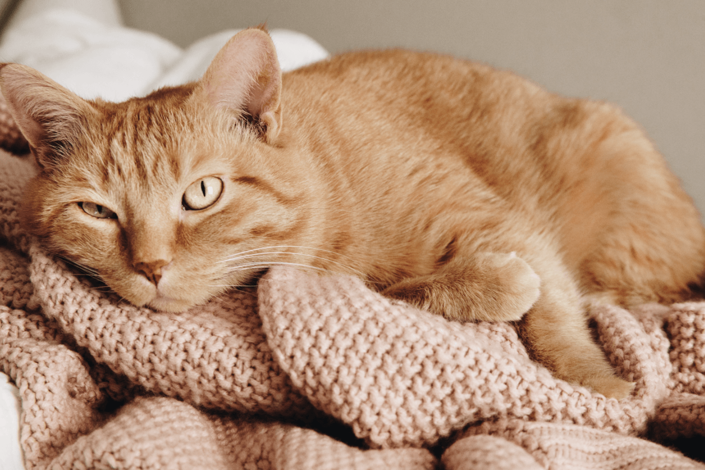 The Best Cats For Asthmatics 2018