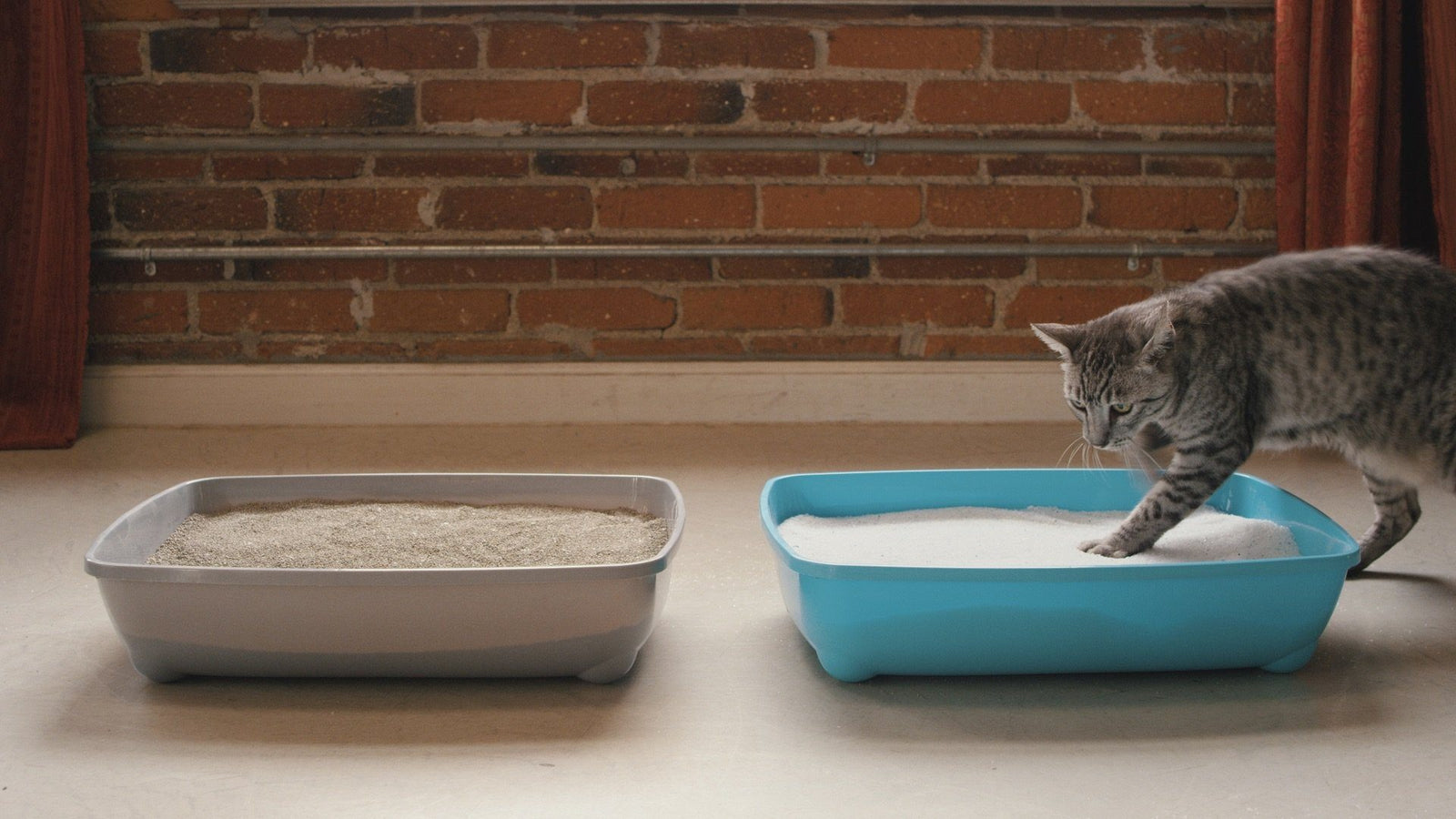 new cat litter