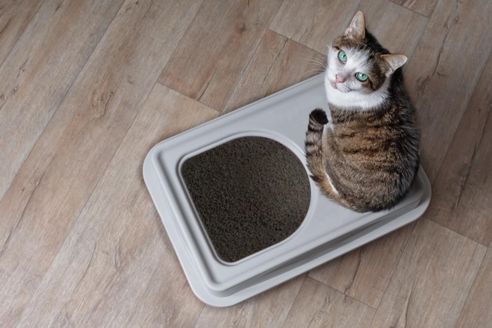 cat with litter box