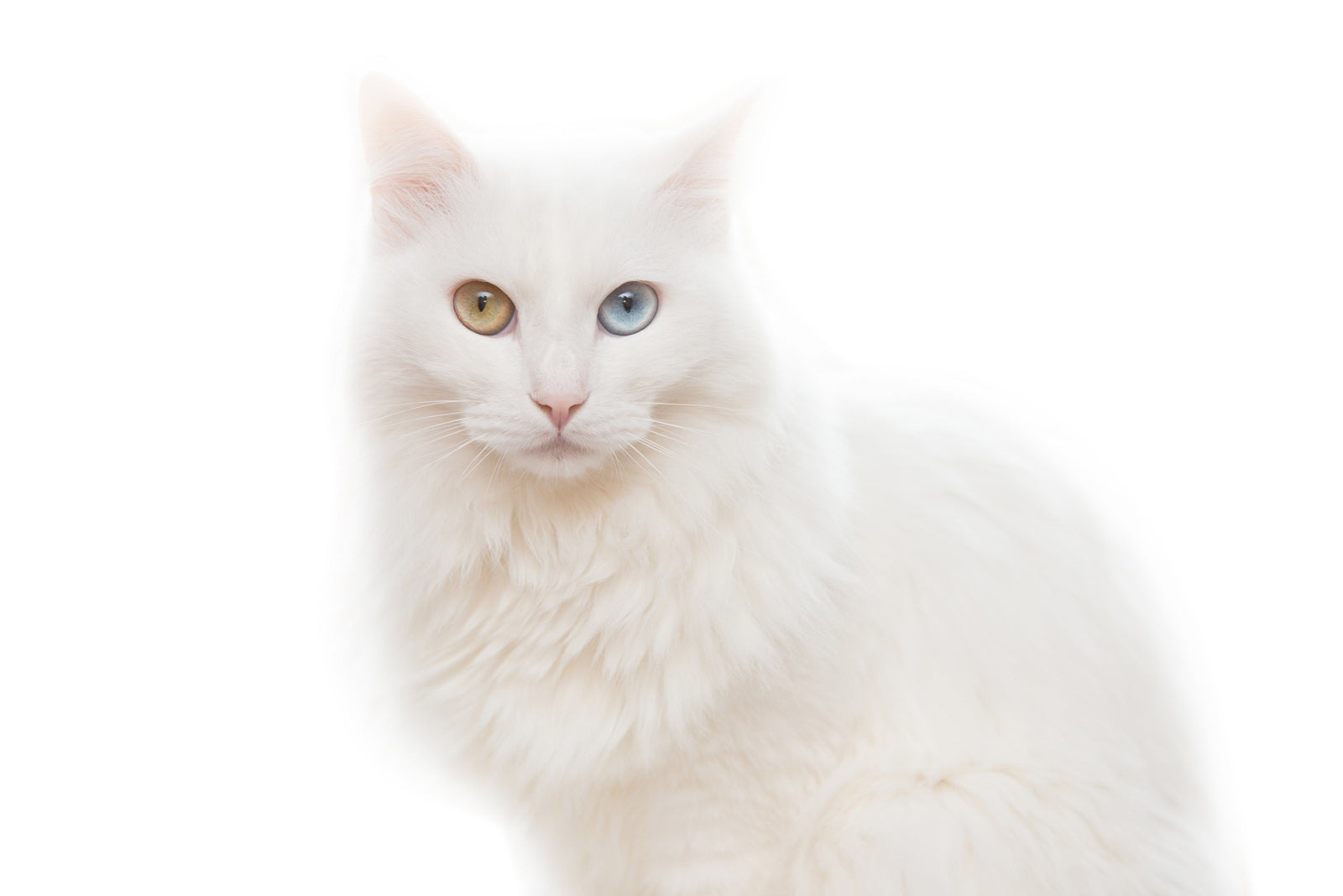 Fall in Love With The Beautiful Turkish Angora Cat | PrettyLitter