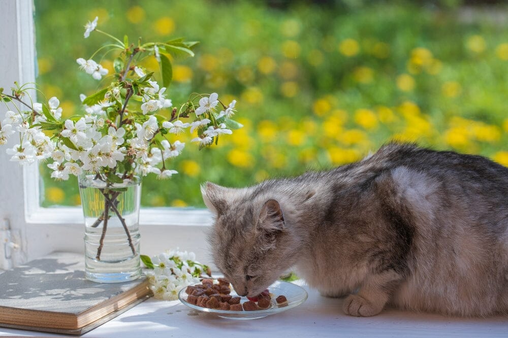 Understanding Cat Digestion Times