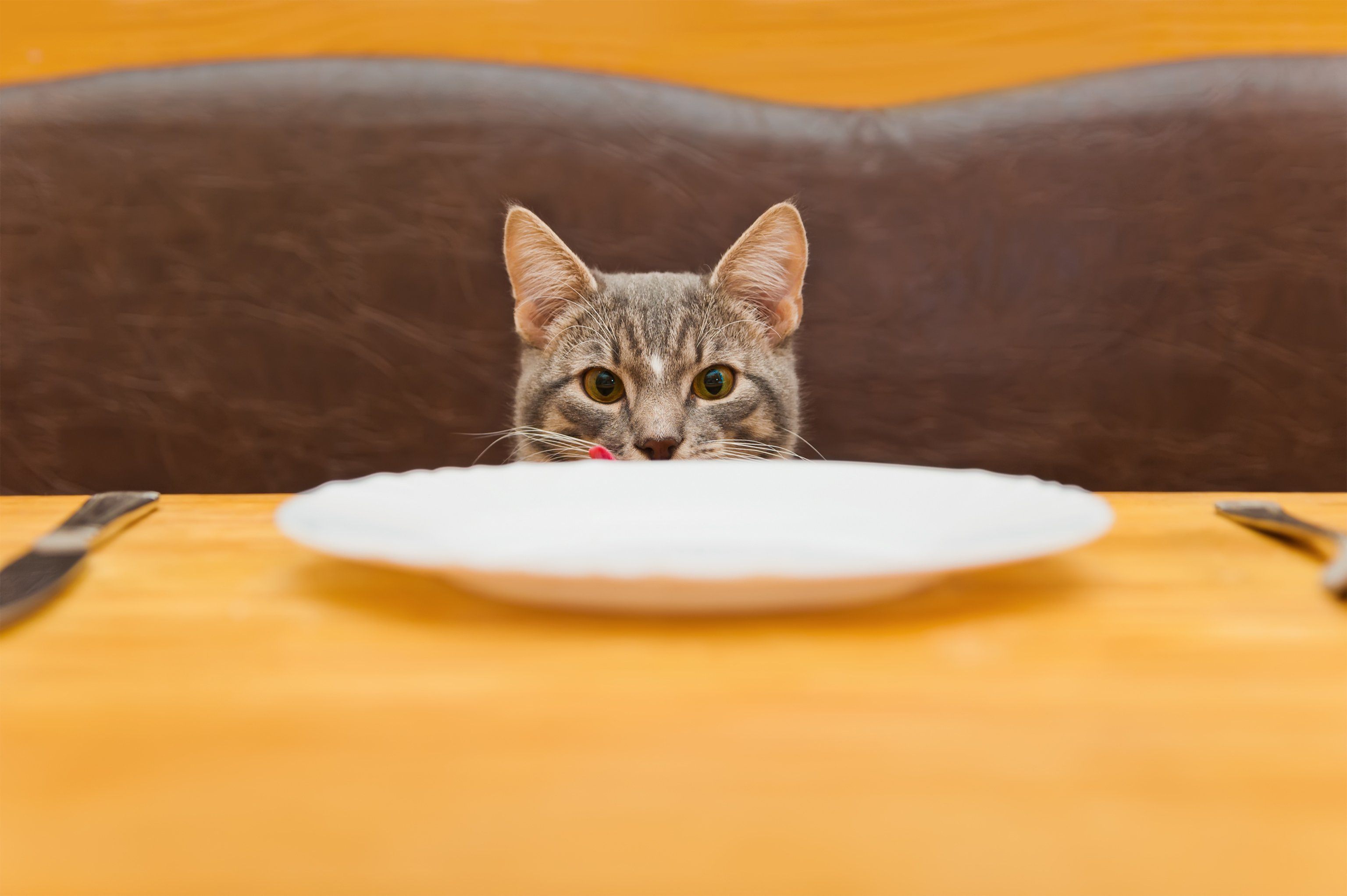 Французский голодный. Голодный кот. Голодный котенок. Кот в тарелке. Котик с пустой миской.
