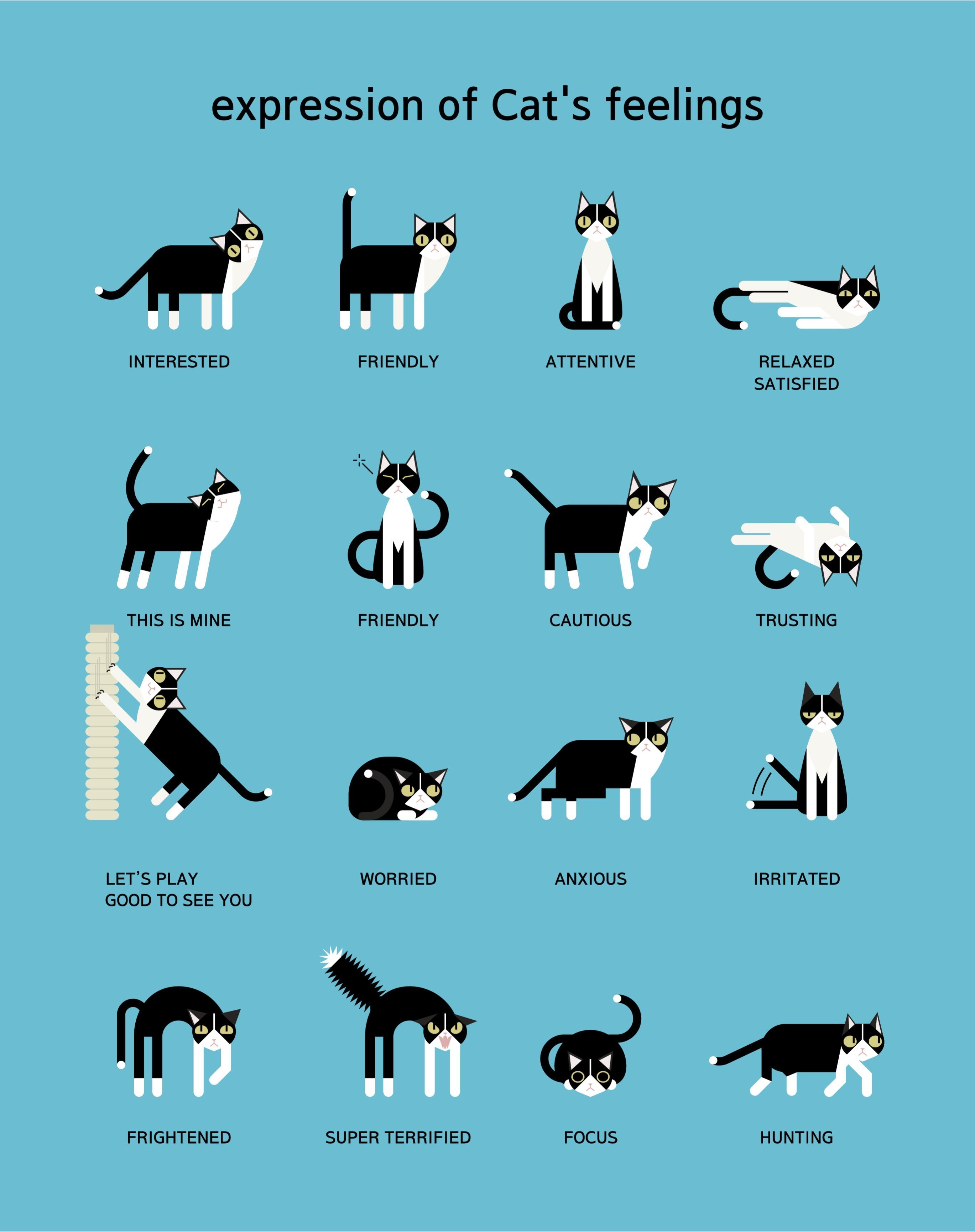 Cat Meaning Chart