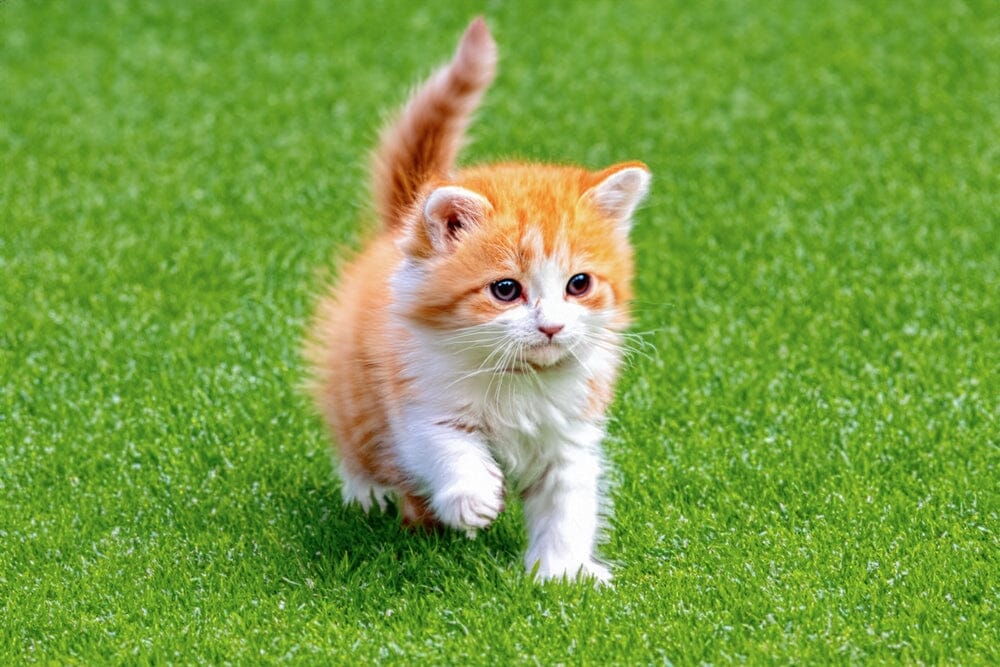 When Do Kittens Start Walking