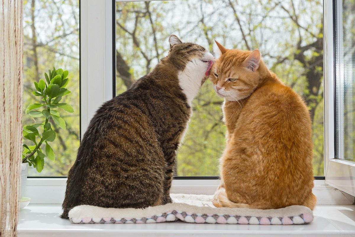 Cat Grooming: Why Do Cats Lick Each Other?