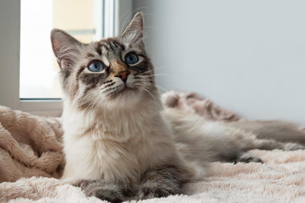 cat on bed