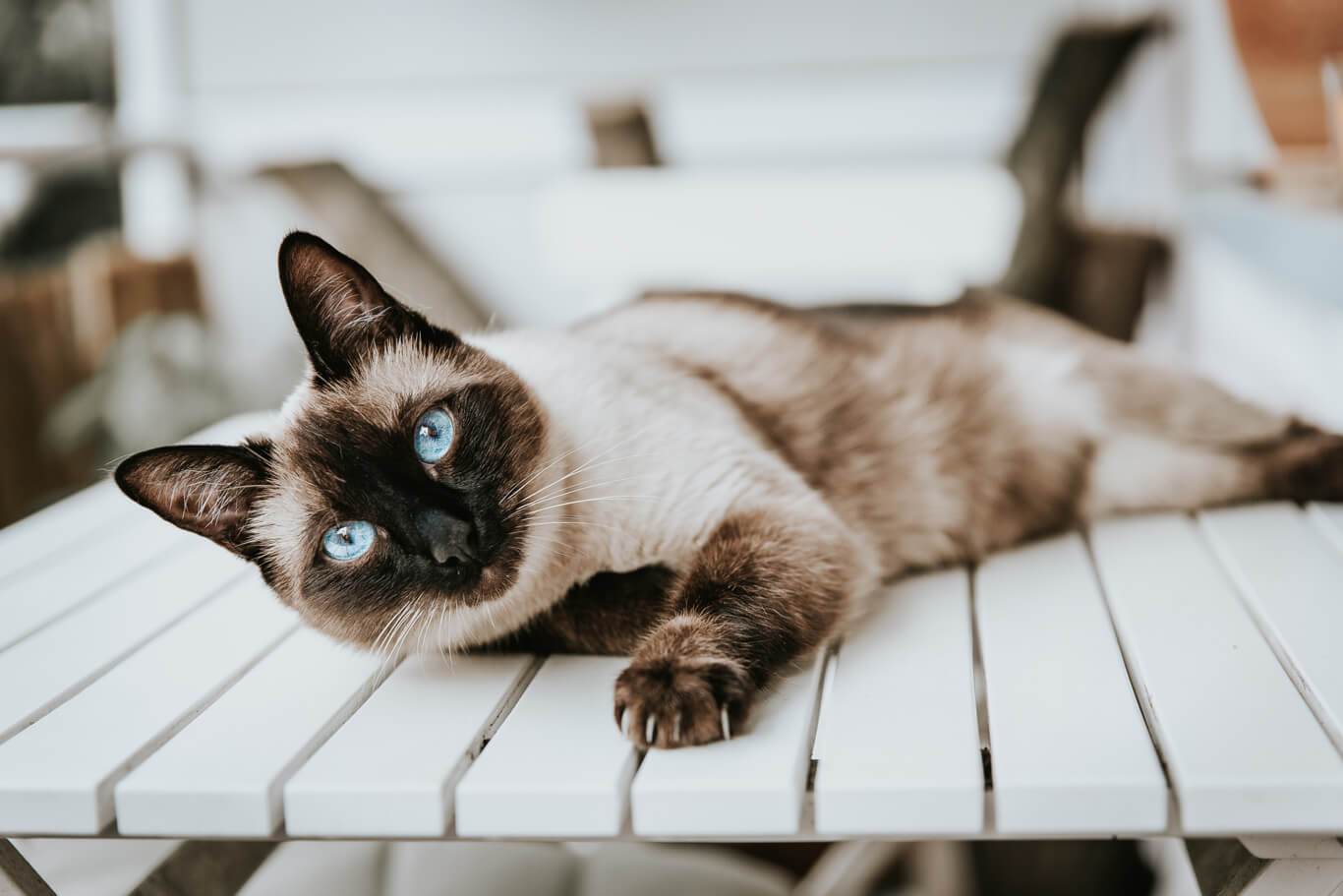 Ultimate Guide to Common Cat Breeds, Different Cats