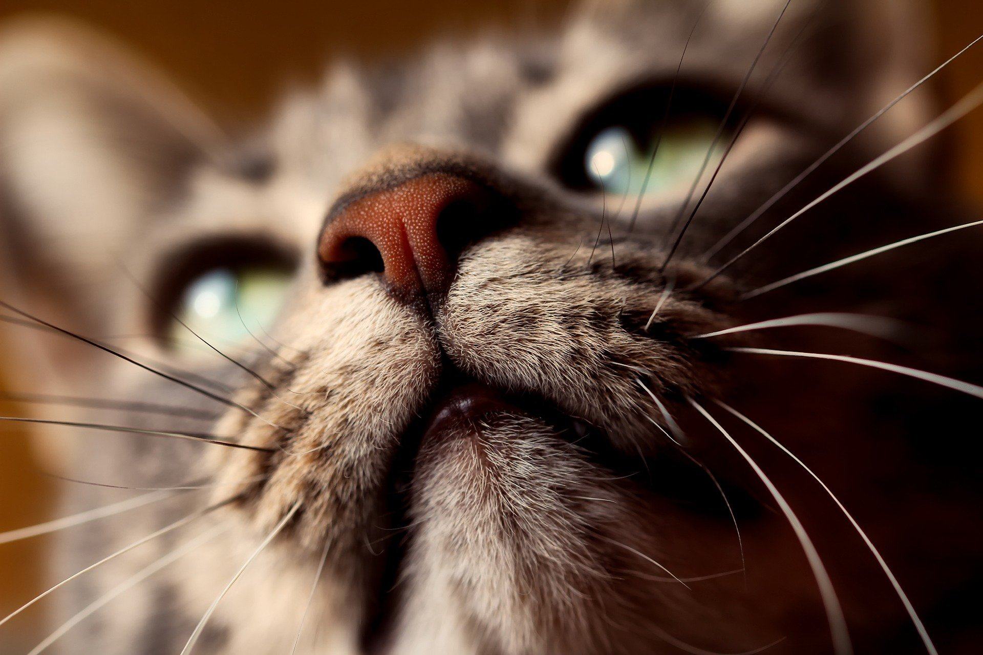 The Wonder of Whiskers: Debunking Myths of the Cat's Whiskers