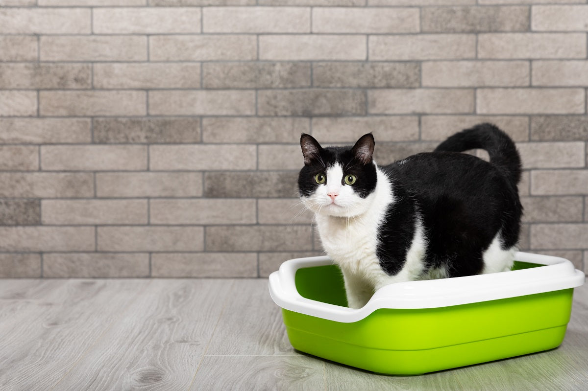 Causes and Concerns of Frequent Cat Urination