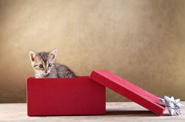 cat in a red gift box