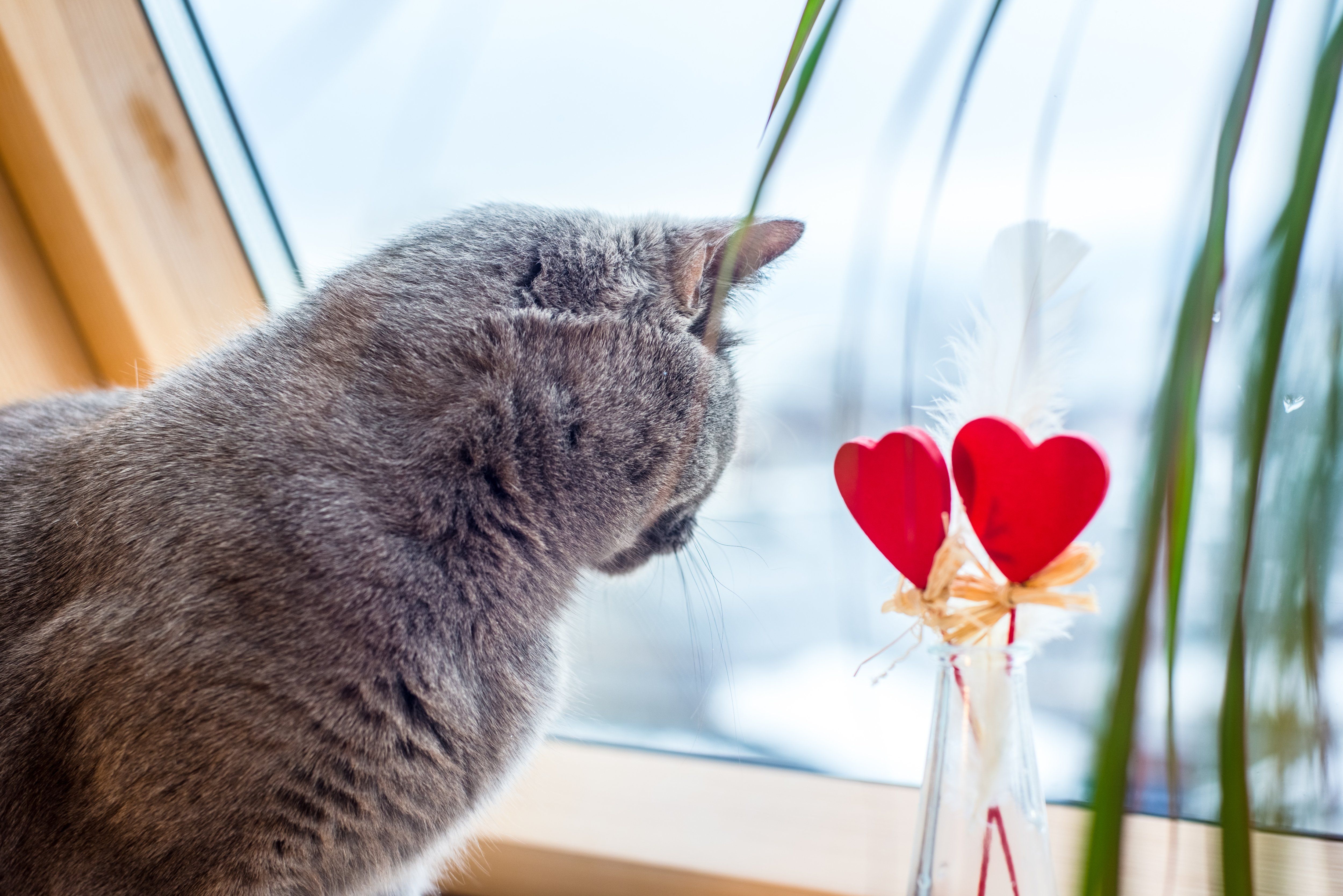 cat with heart decor