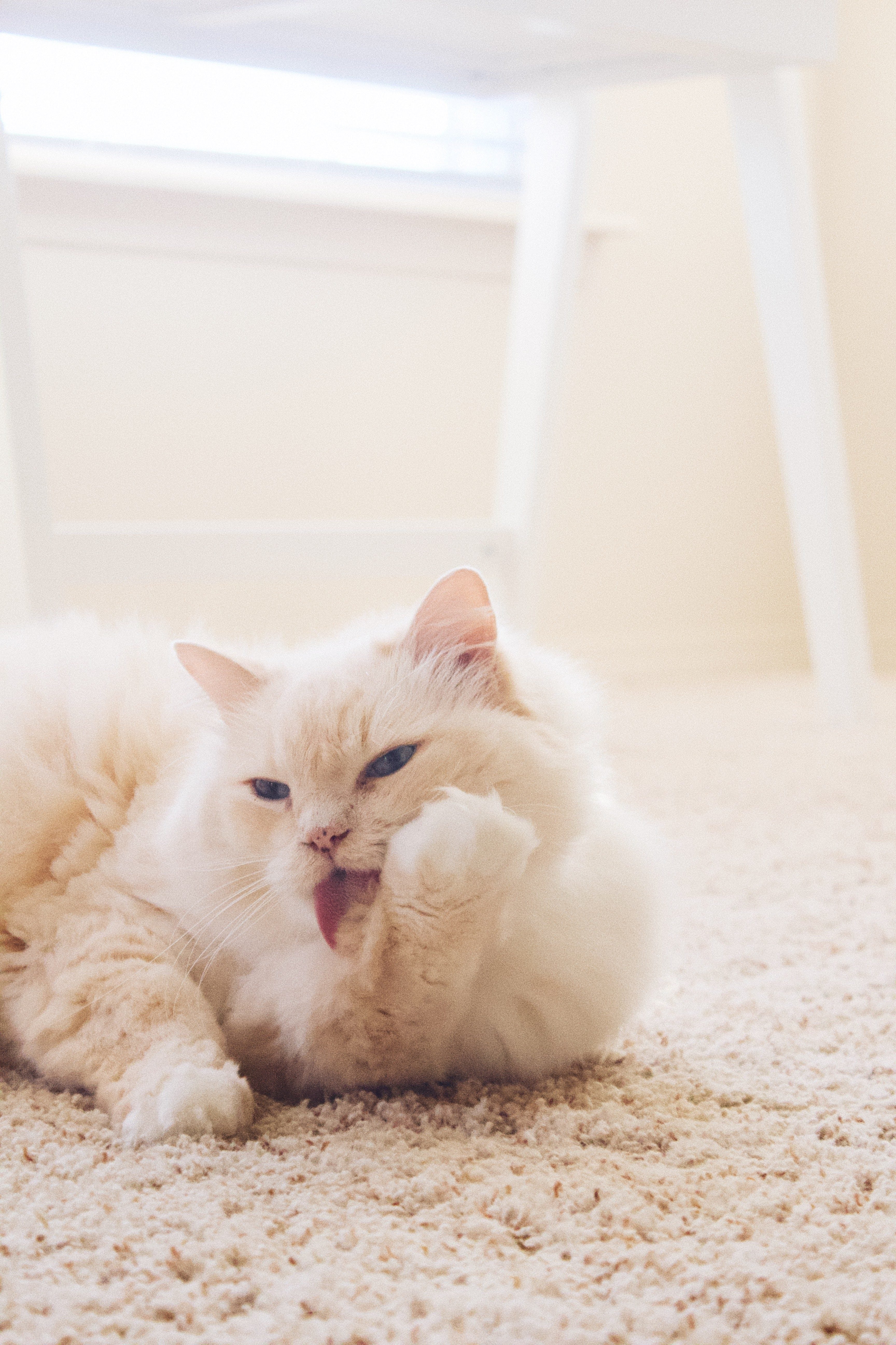 This Cat Looks So Fluffy And Cute But Why Is He So Angry At His Owner?