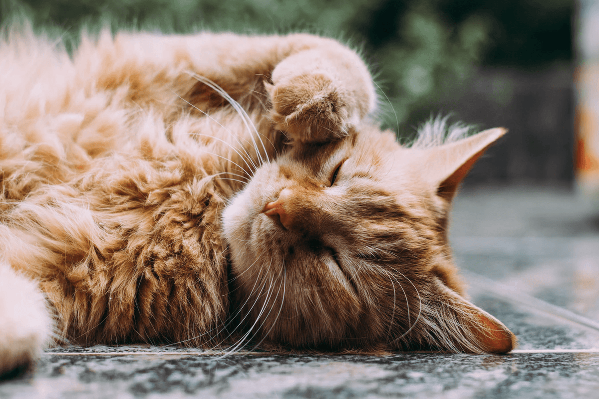 cat allergic to pretty litter