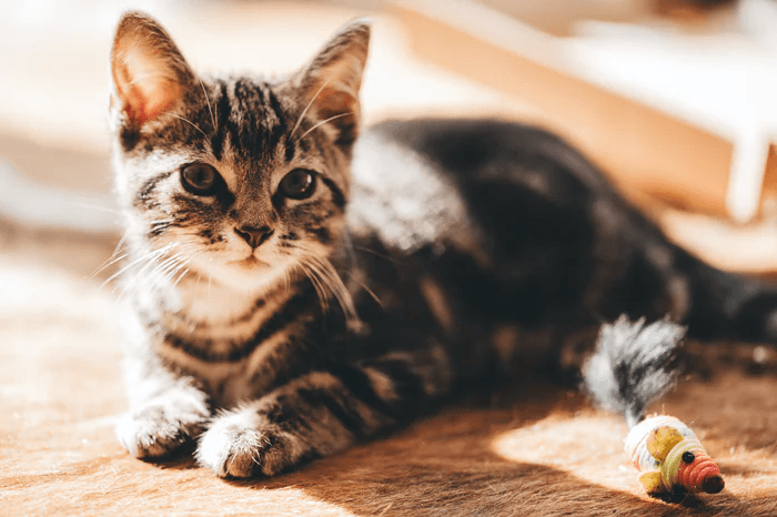 types of cat litter