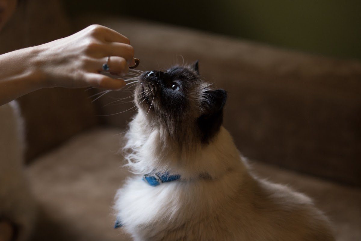 cat sniffing hand