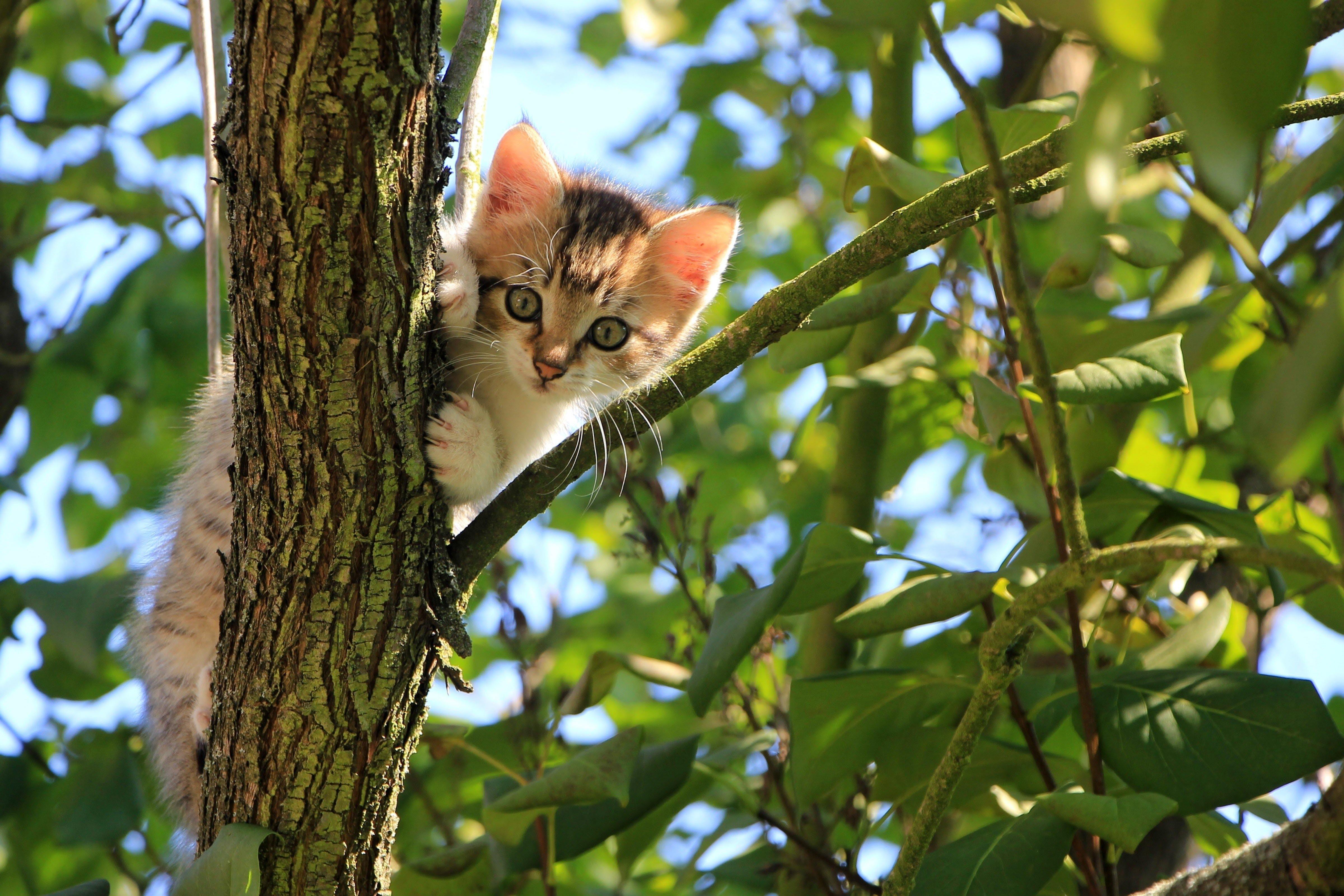 cat in tree