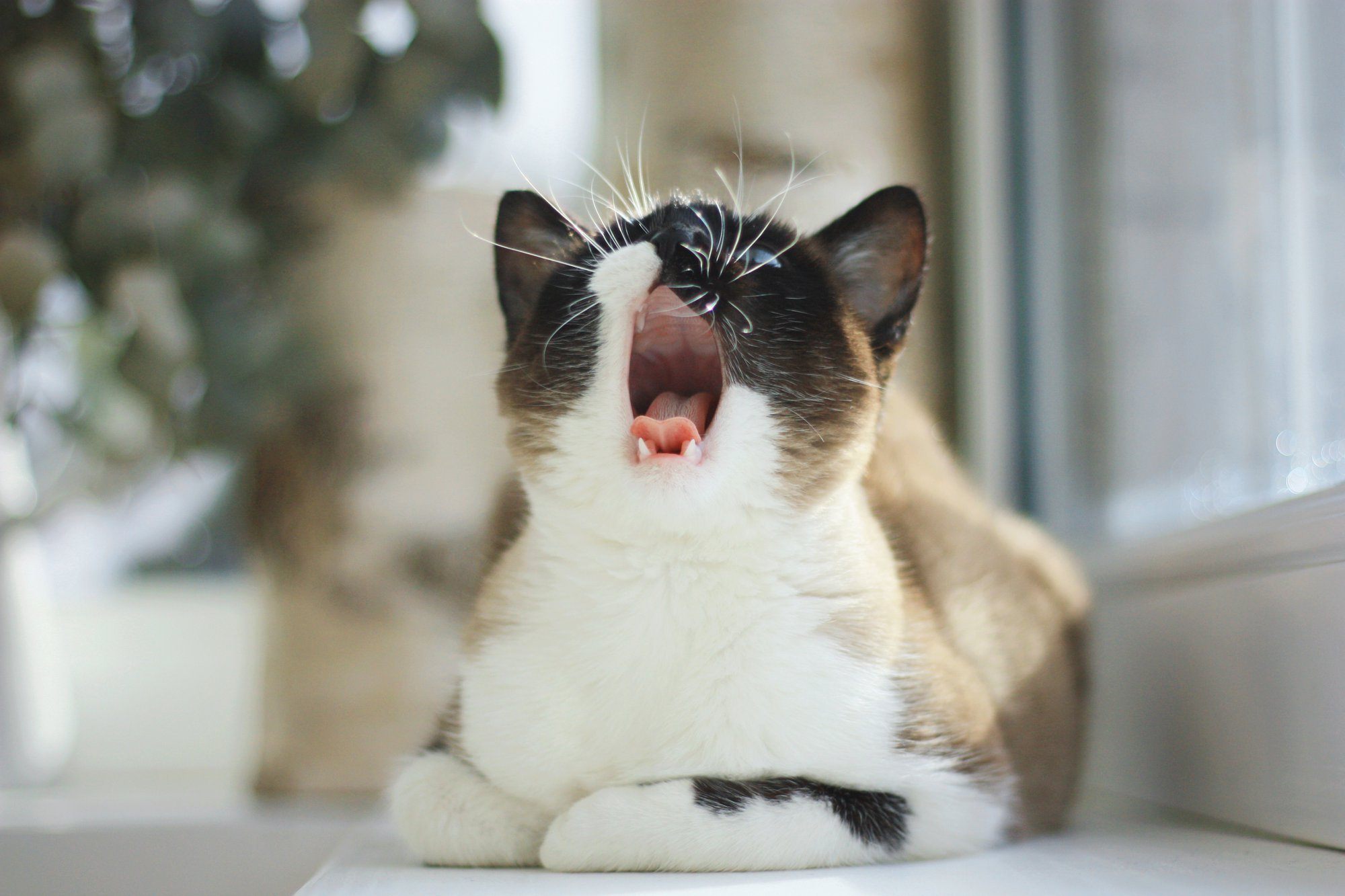 Hairballs... Normal Cat Quirk or Health Warning Sign?