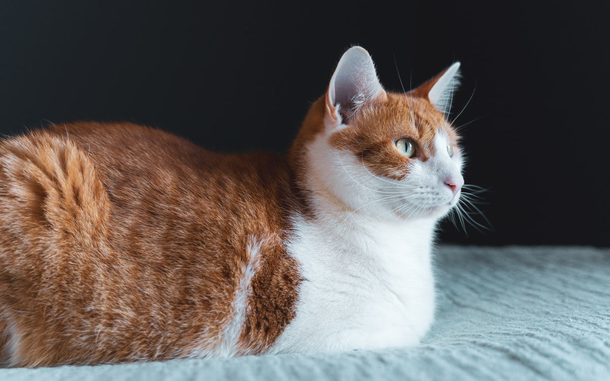 feline urinary blockage home remedies