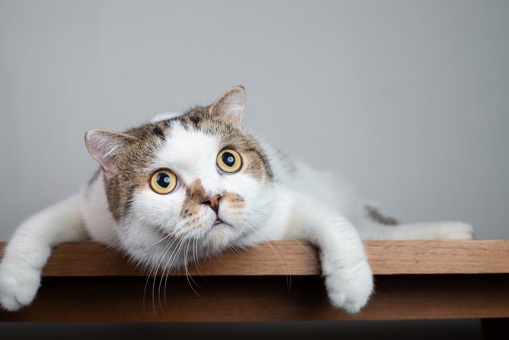 Cats May Recognize Their Own Names—but It Doesn't Mean They Care