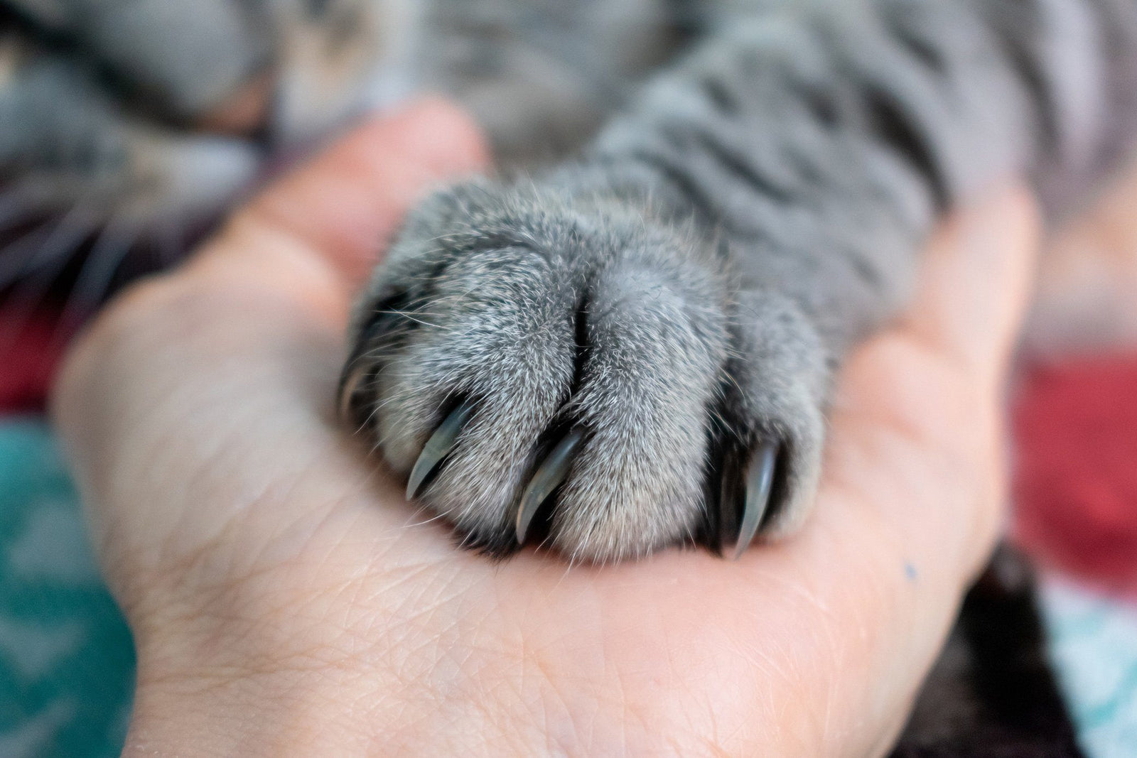 Why You Should Never Declaw Your Cat Prettylitter