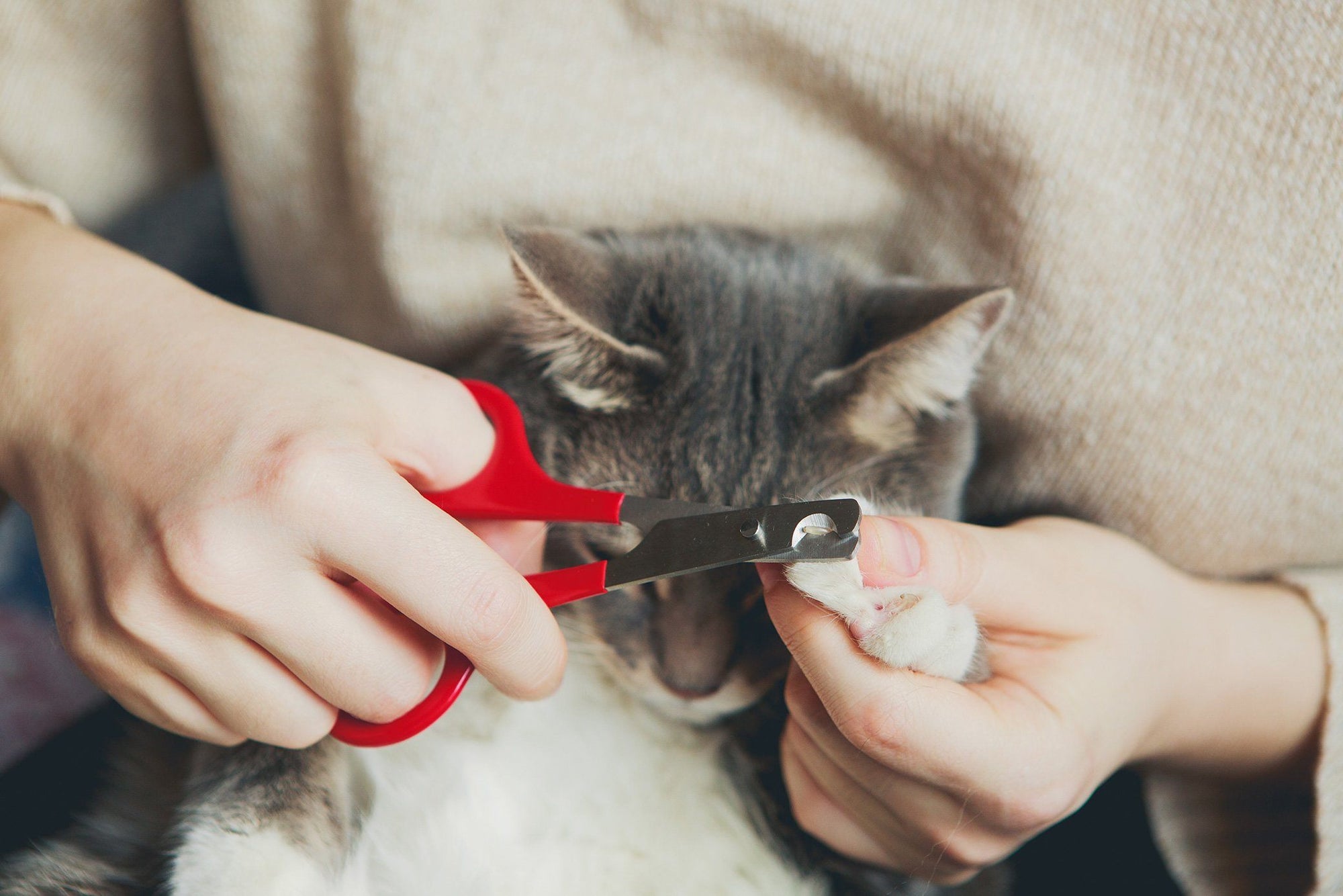 cat claw trimming service