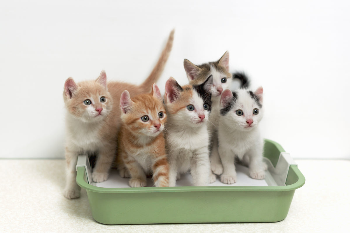 can a dog and cat use the same litter box