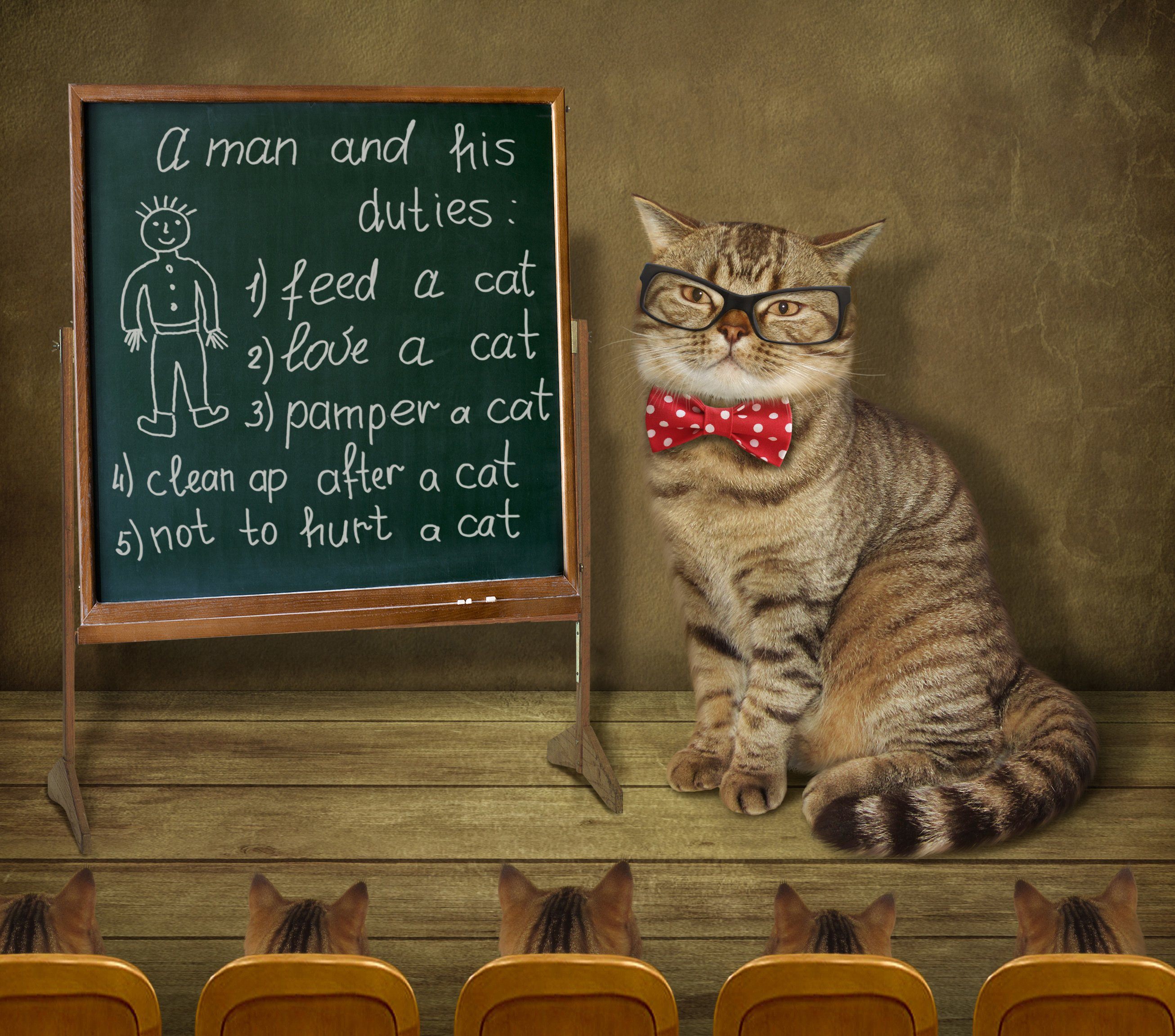 cat in front of chalk board