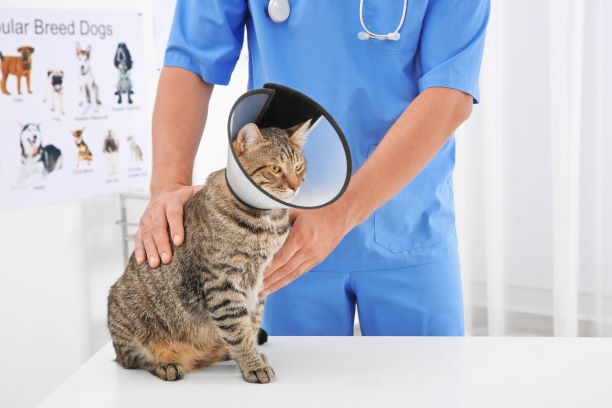 cat with vet