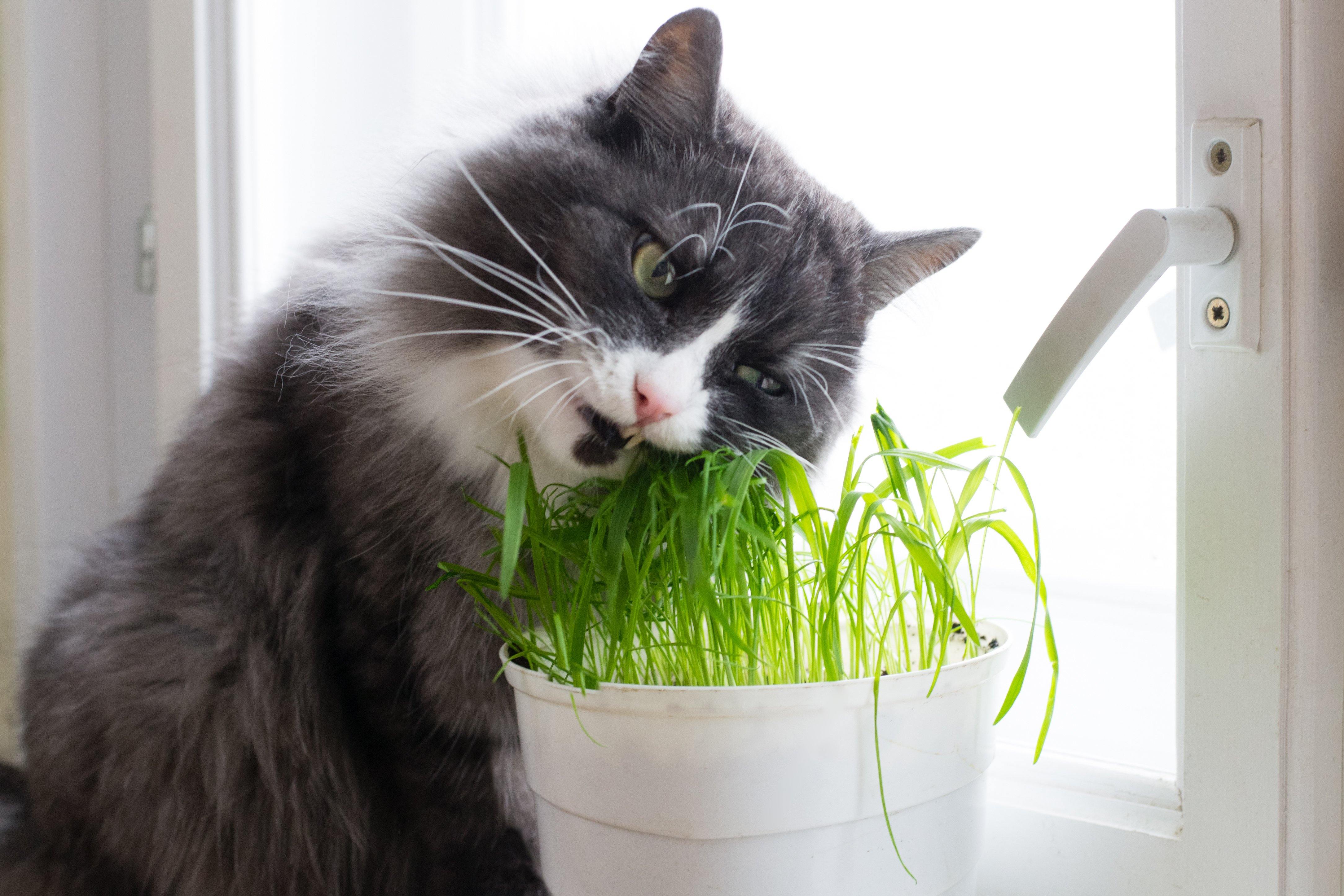 herbs to calm cats