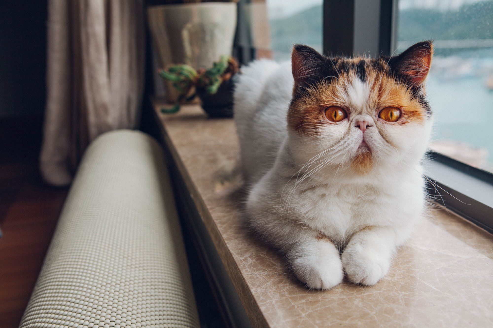 Special Health Considerations for Flat-Faced Cats